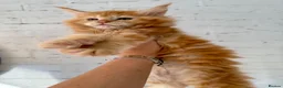 Maine Coon cats for sale: TICa reg 9 XXL Massive Red Kittens - Advert 15