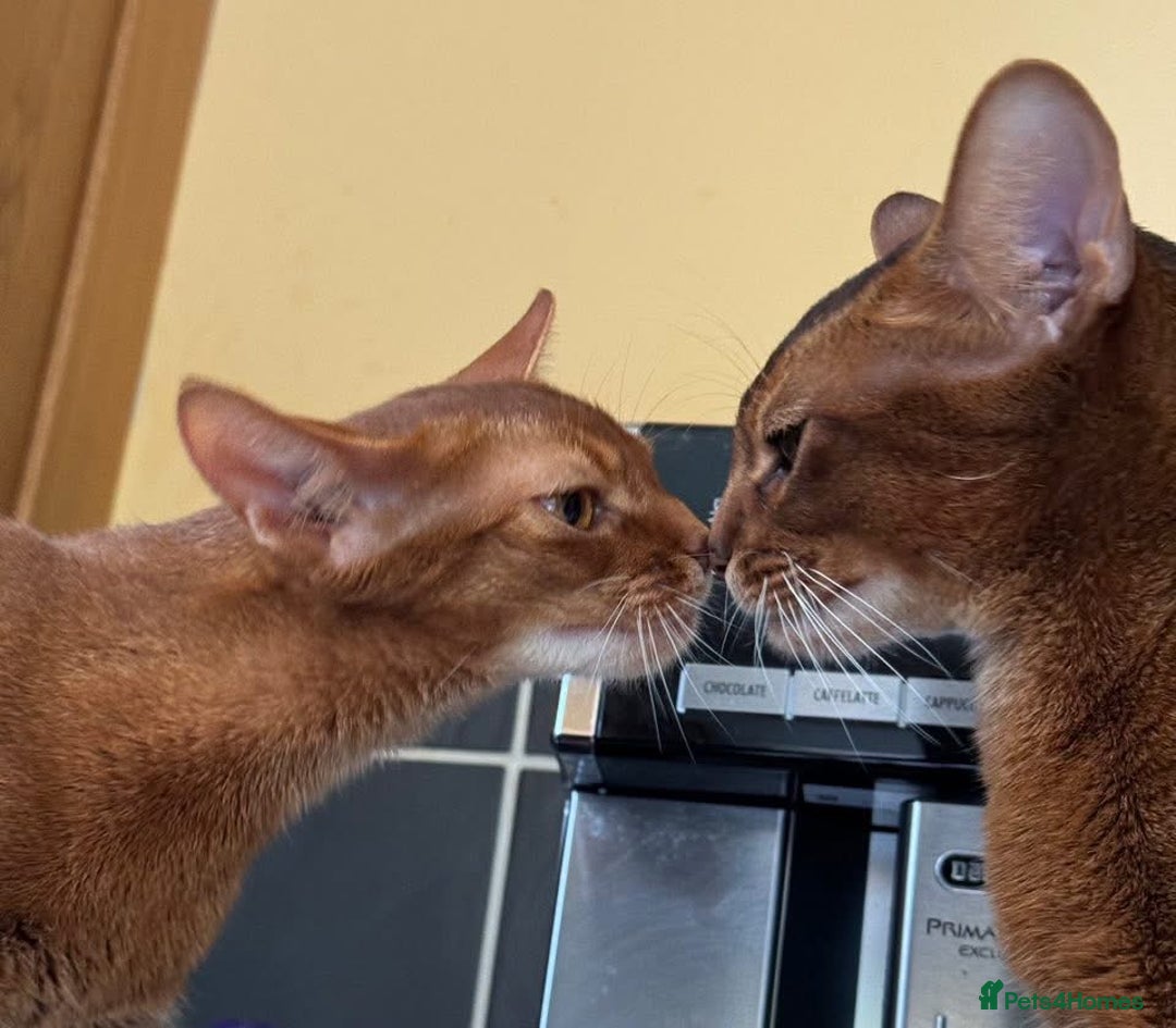Abyssinian cats for sale: Amazing champion parents litter ❤️ - Image 13