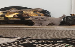 British Shorthair cats for sale: STUNNING BSH LILAC KITTENS 3 MALES/1 FEMALE  - Advert 22