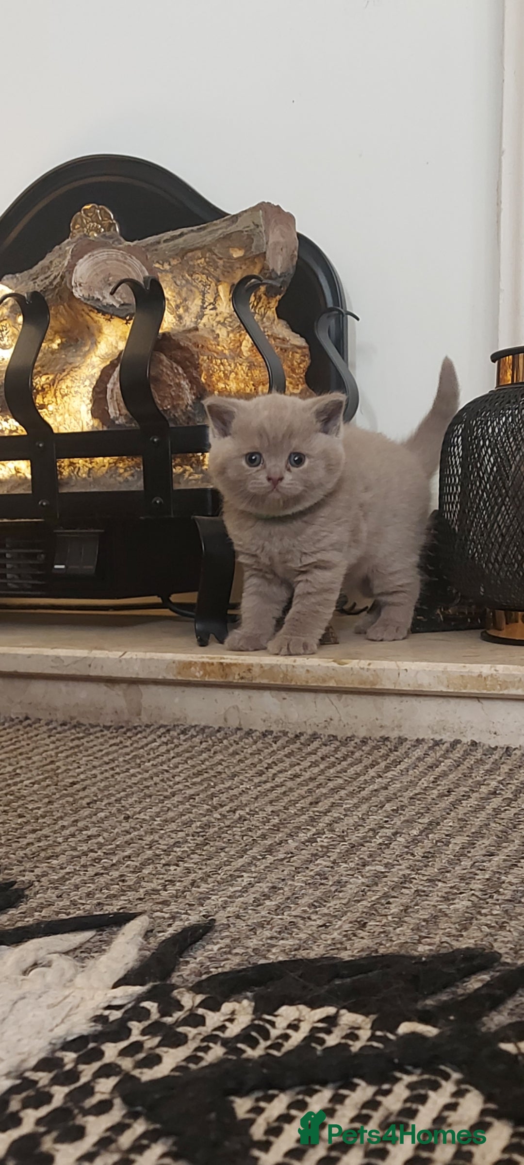 British Shorthair cats for sale: STUNNING BSH LILAC KITTENS 3 MALES/1 FEMALE  - Advert 22