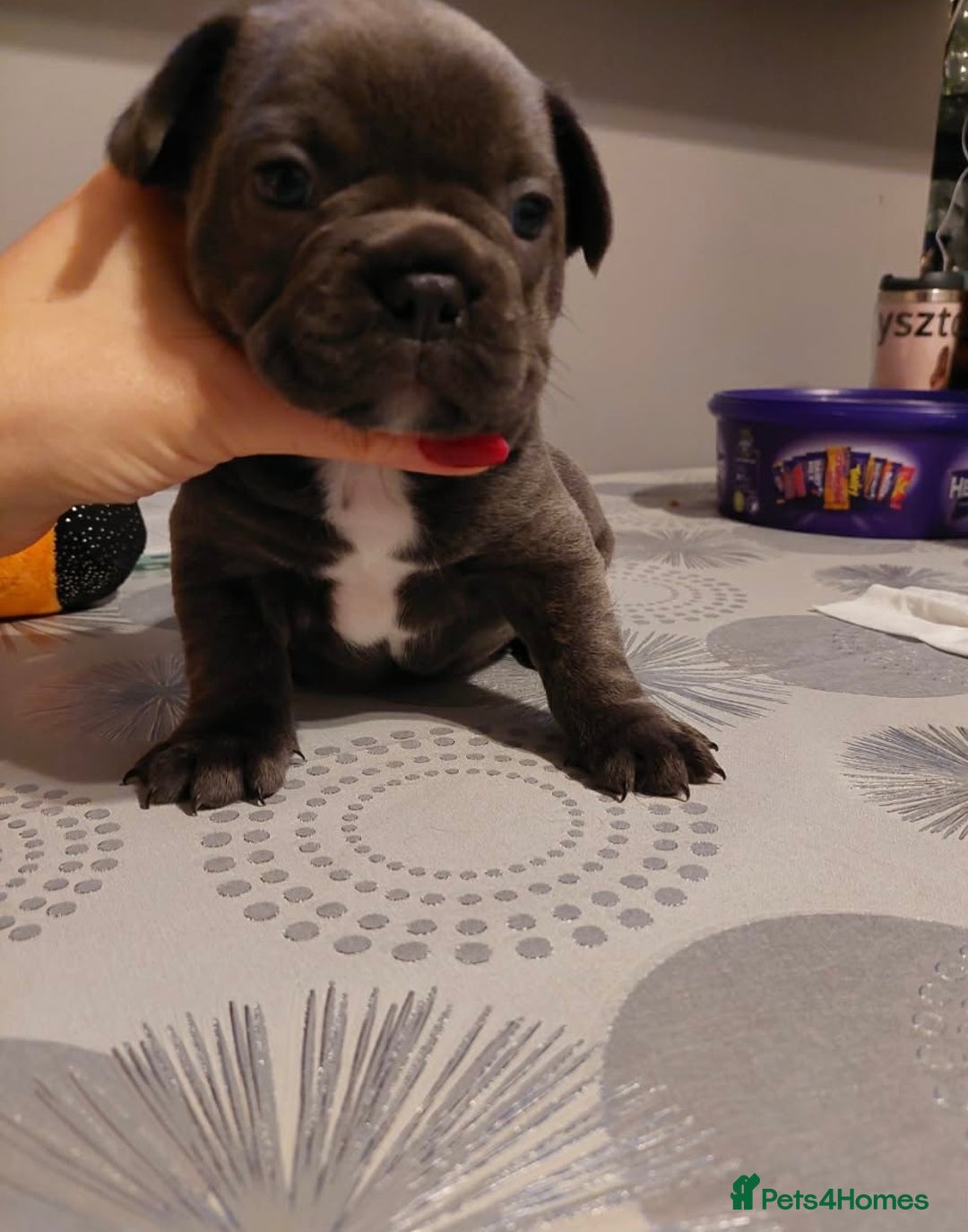 French Bulldog dogs for sale: Beautiful KC registered French Bulldog Puppies - Advert 9