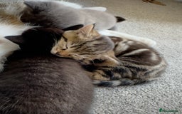 Domestic Shorthair cats for sale: Beautiful 9 Week Old Kittens  - Image 4