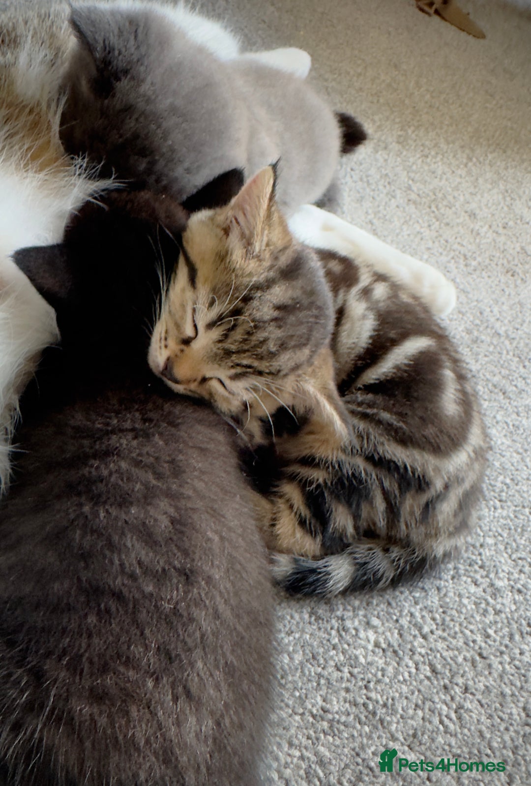 Domestic Shorthair cats for sale: Beautiful 9 Week Old Kittens  - Image 4