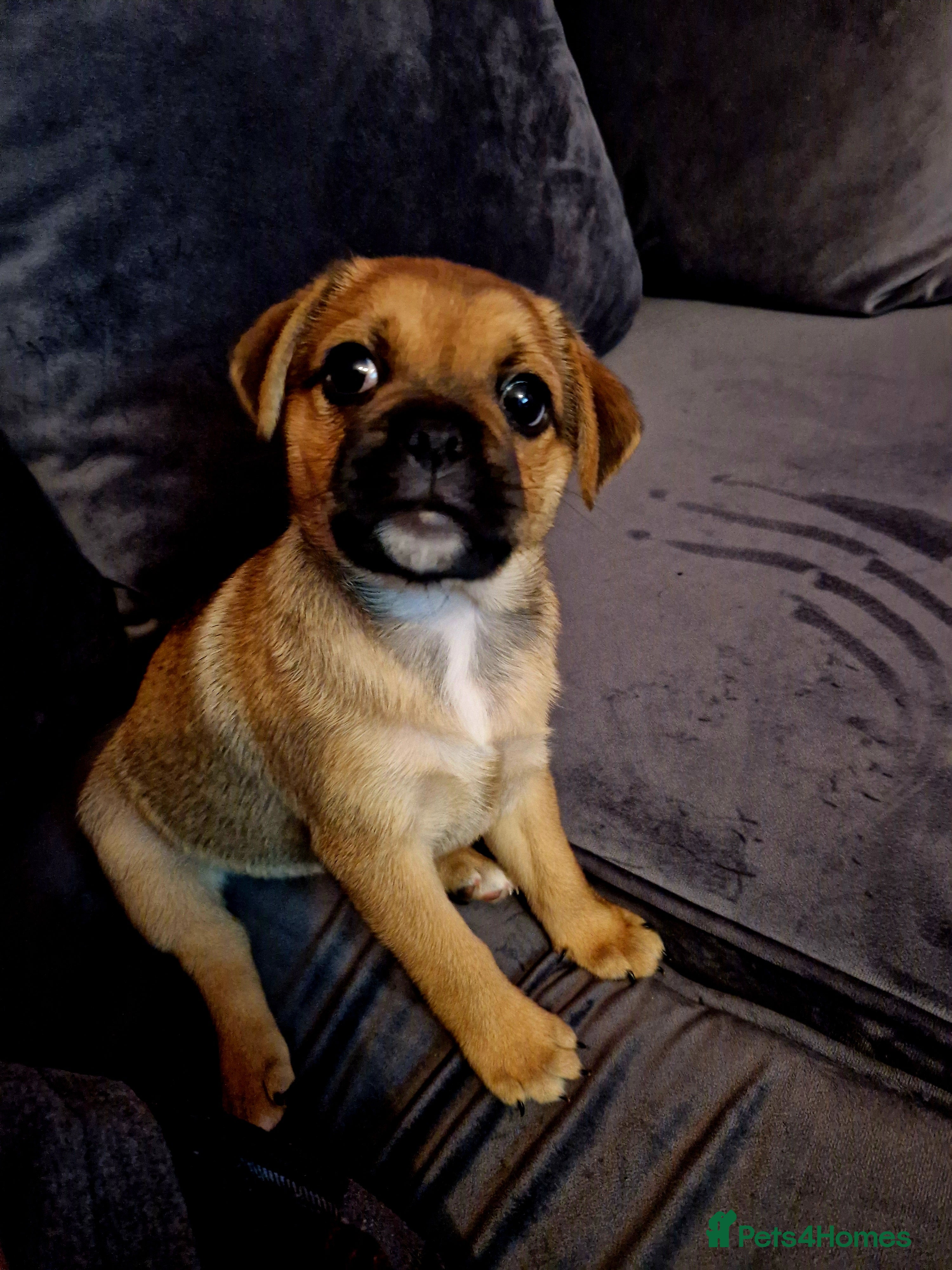 Jug dogs Beautiful Jug 5 months old - Advert 1