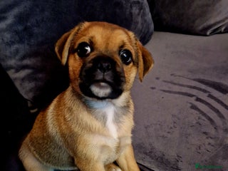 Jug dogs Beautiful Jug 5 months old - Advert 1