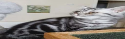 British Shorthair cats for sale: Bsh. Silver  Tabby  kitten. - Advert 3