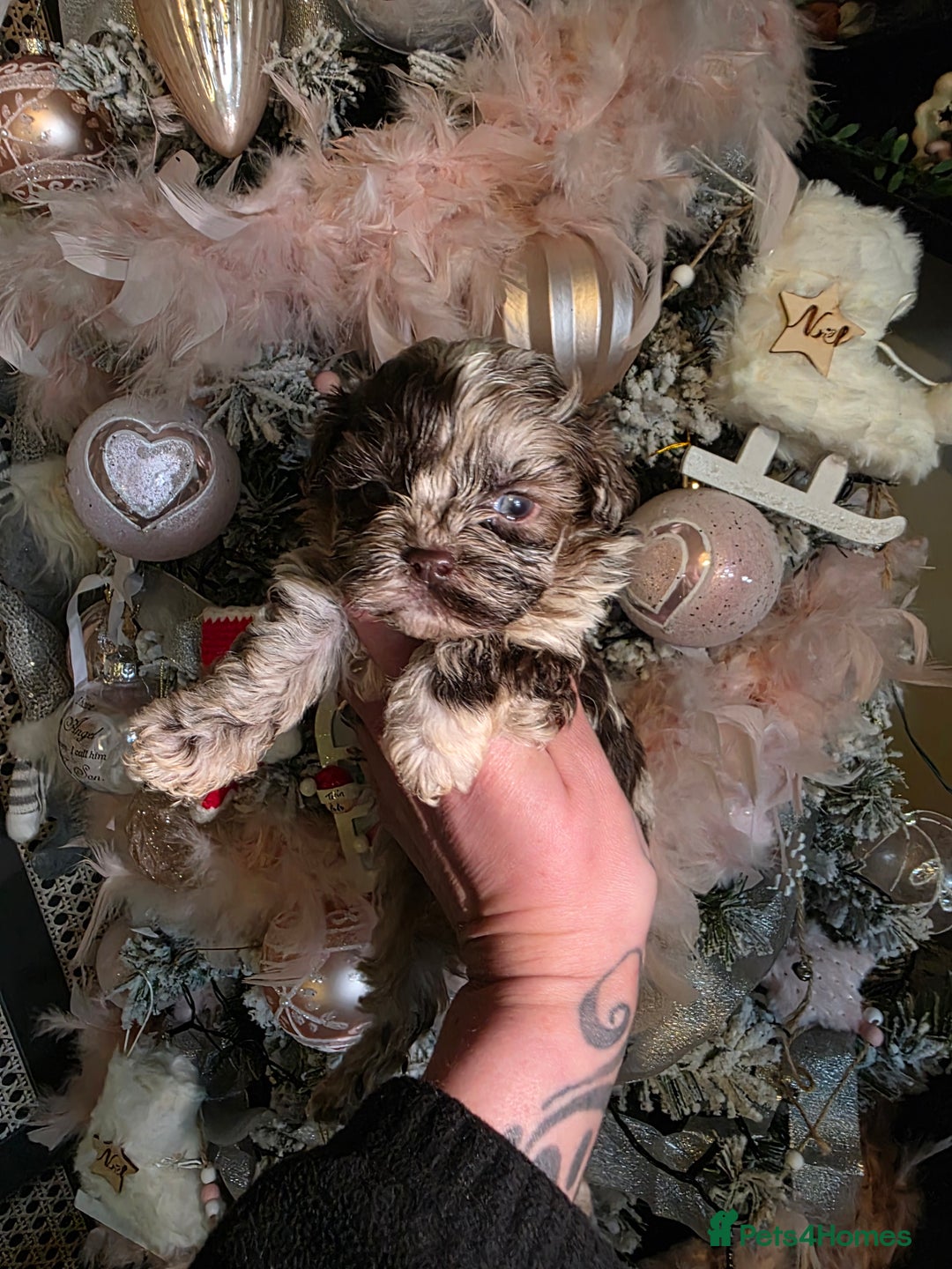 Shihpoo dogs for sale: Beautiful F1 shihpoo babies DNA clear. - Advert 3