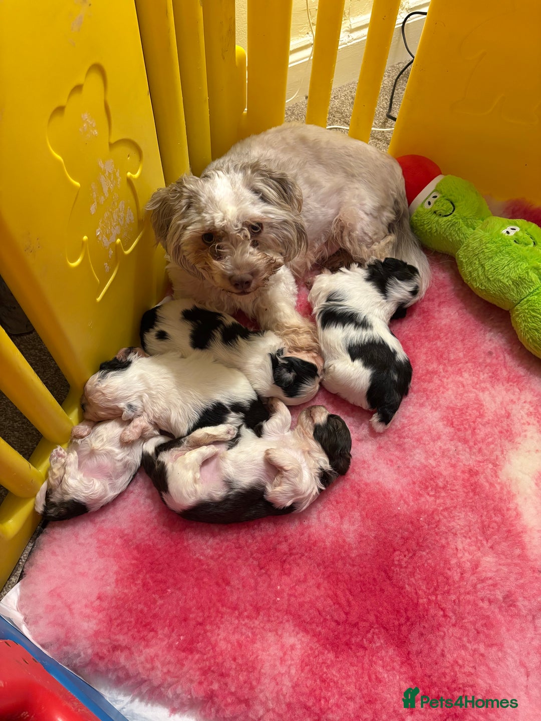 Shihpoo dogs for sale: Shih poo  - Advert 6