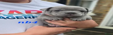 French Bulldog 4
