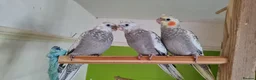 Cockatiels birds for sale: Gorgeous baby cockatiels  - Advert 3