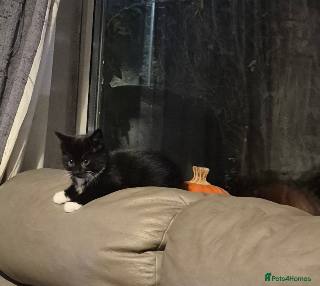 British Shorthair cats for sale: Kittens ready now - Image 2