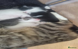 Mixed Breed cats for sale: Beautiful kittens 3 girls 1 boy  - Image 29