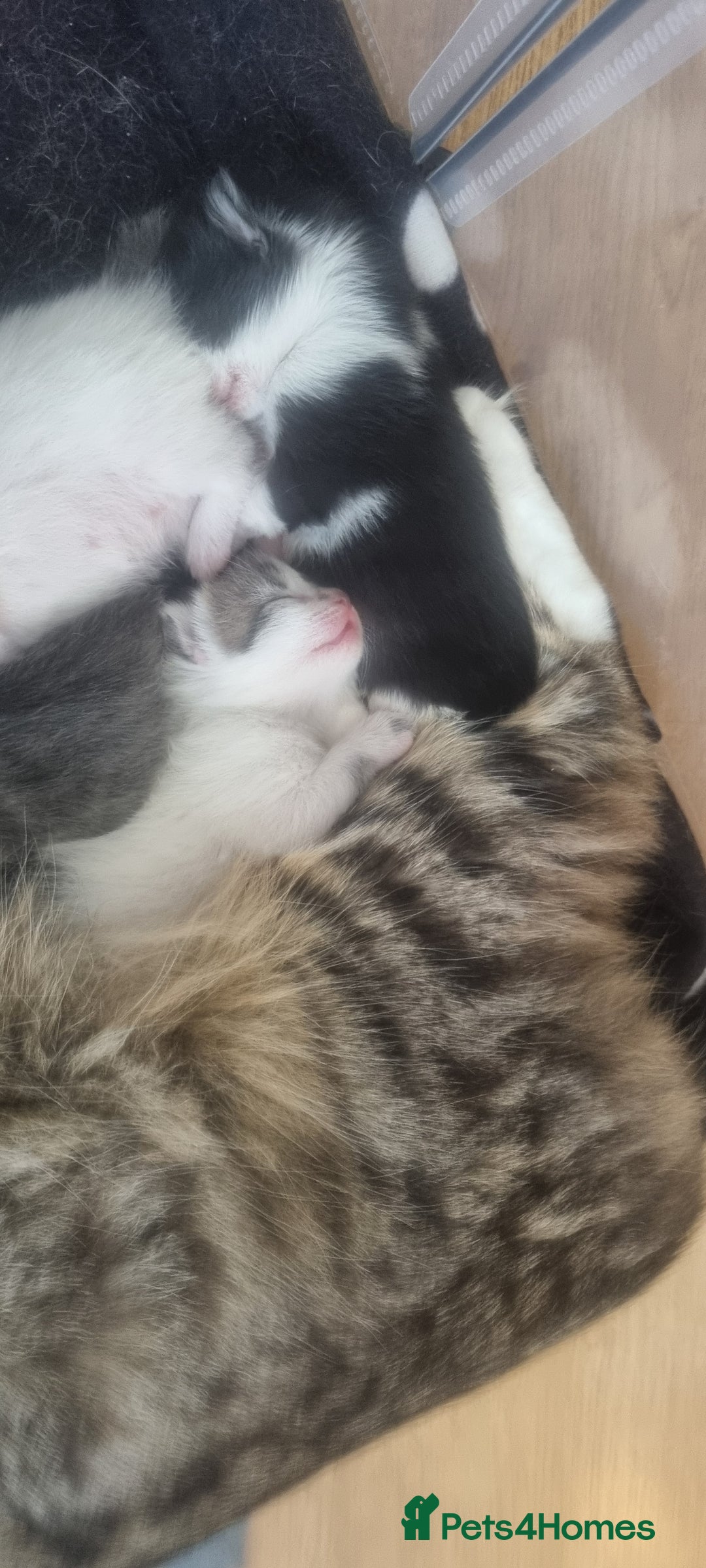 Mixed Breed cats for sale: Beautiful kittens 3 girls 1 boy  - Image 29