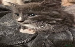 Mixed Breed cats for sale: Kittens 3 boys  - Image 1