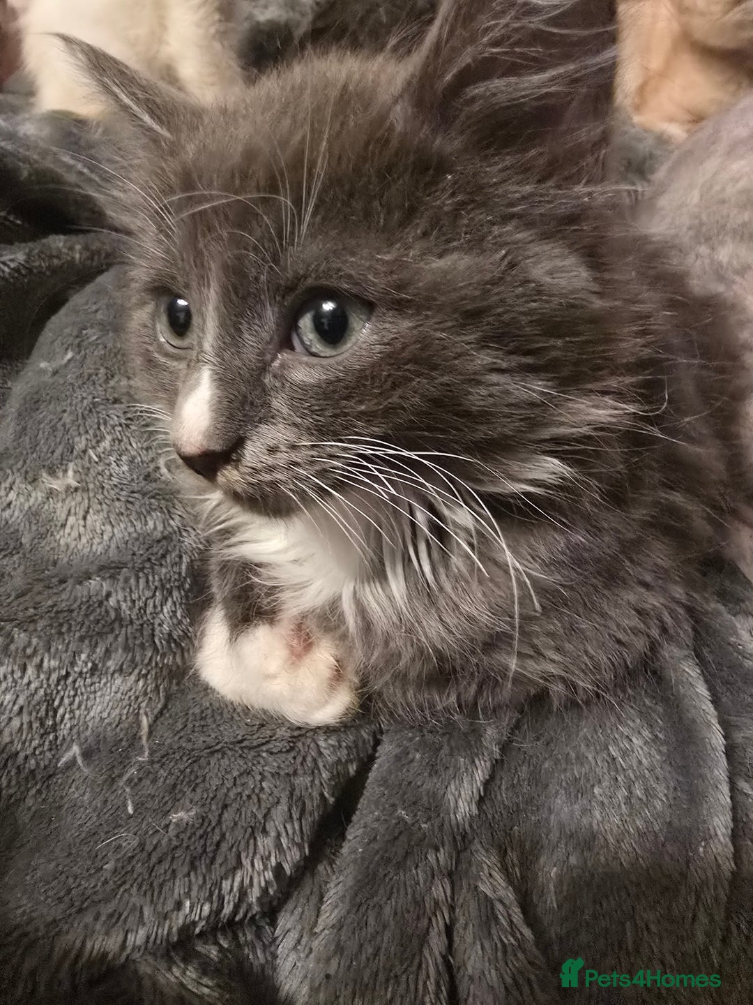 Mixed Breed cats for sale: Kittens 3 boys  - Image 1