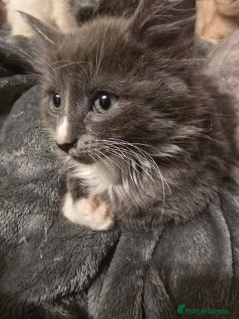 Mixed Breed cats - Advert 14
