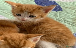 Mixed Breed cats for sale: Gorgeous Kittens Looking for New Homes  - Image 14