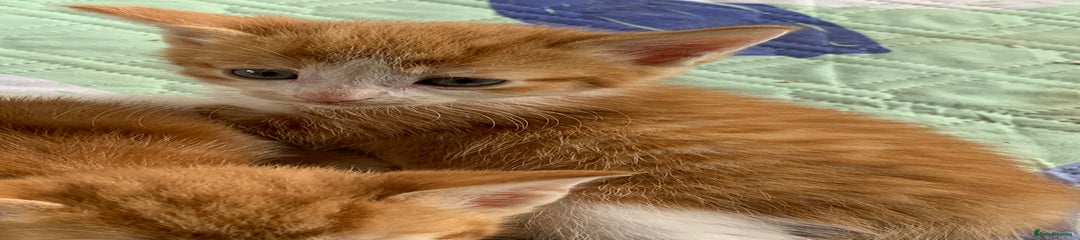 Mixed Breed Kitten 2
