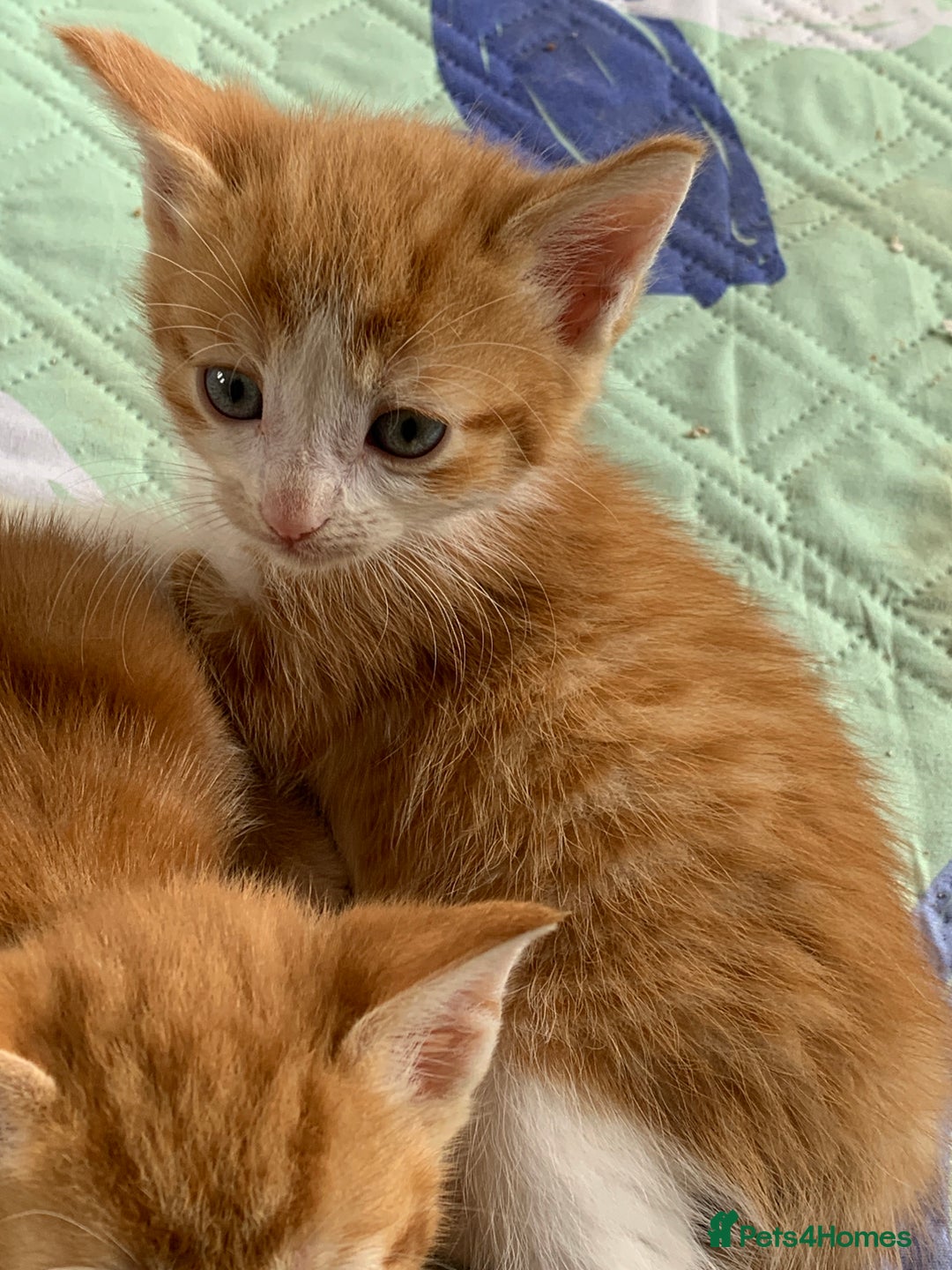 Mixed Breed cats for sale: Gorgeous Kittens Looking for New Homes  - Image 14