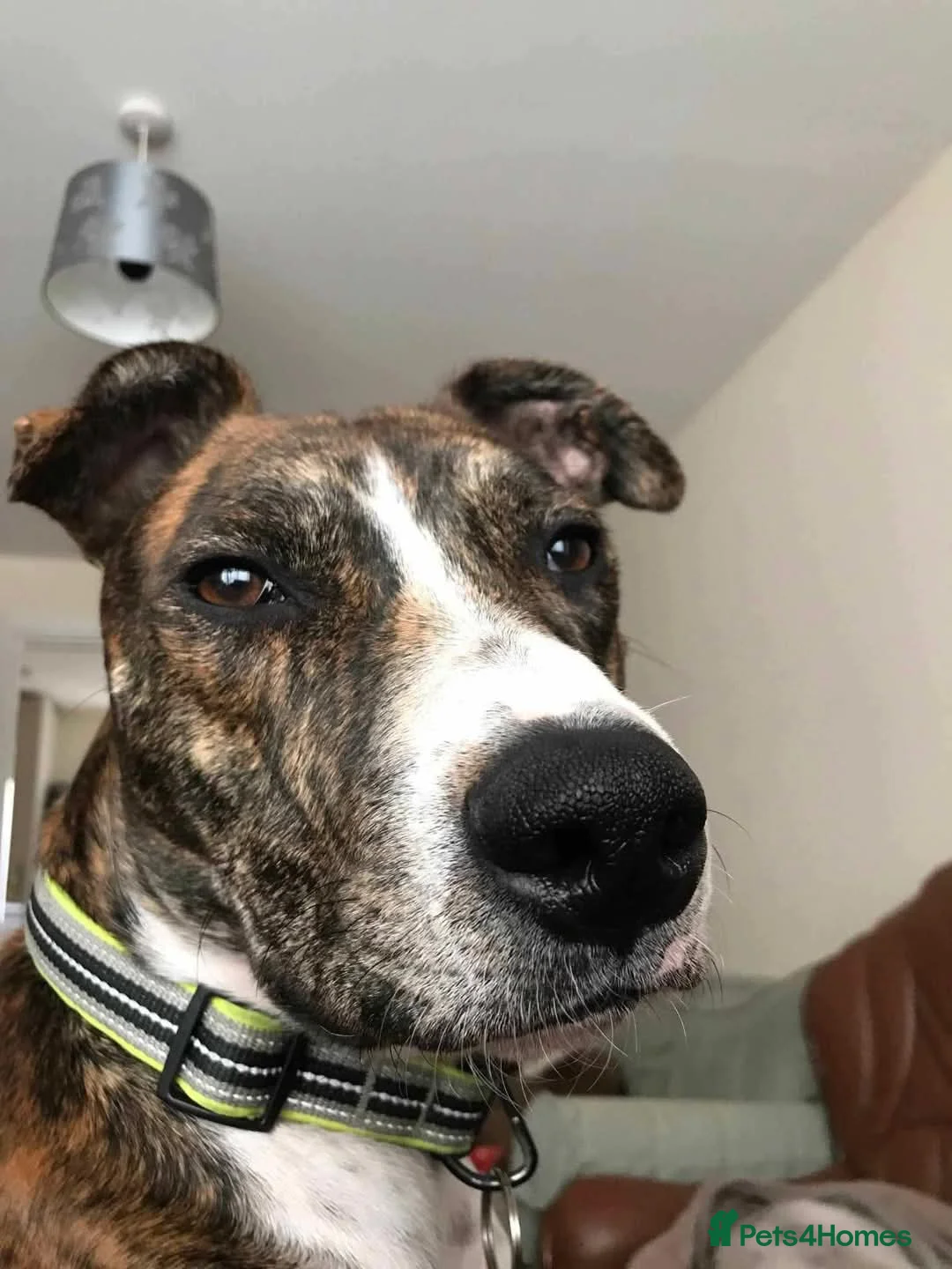 Mixed Breed dogs for adoption: Meet Oscar, currently residing in Oxfordshire  in Abingdon - Advert 13