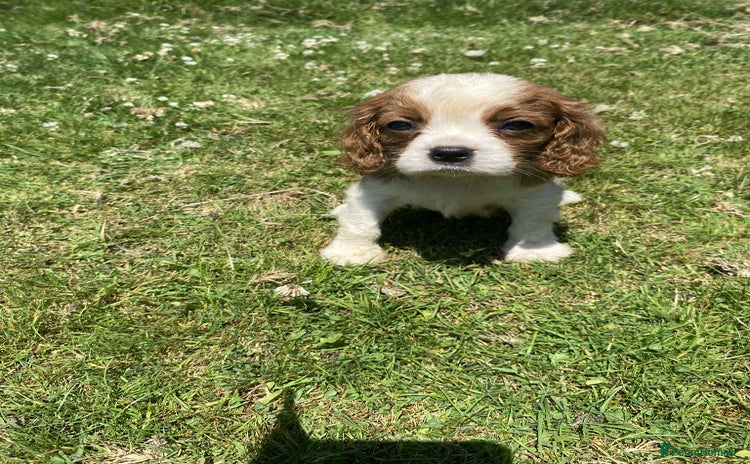 Cavalier King Charles Spaniel dogs - Advert 9
