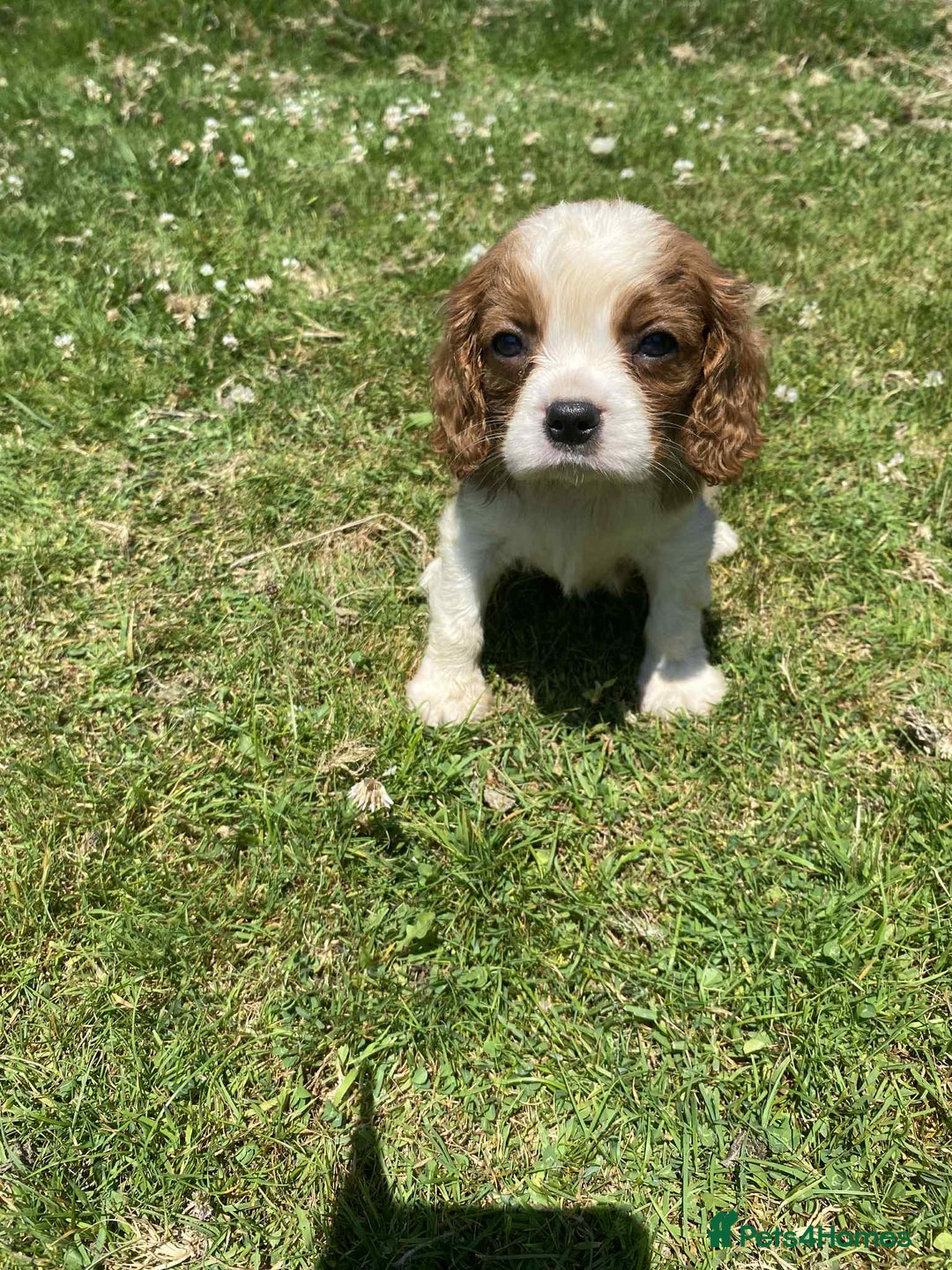 Cavalier King Charles Spaniel dogs for sale: Ready now, cavalier King Charles pups - Image 1