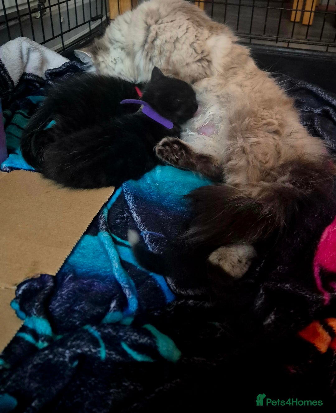 Mixed Breed cats for sale: 4 Black Kittens  - Image 6