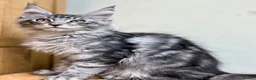 Maine Coon cats for sale: Beautiful Maine Coon kittens - Advert 16