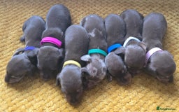 Miniature Dachshund dogs for sale: KC registered miniature dachshund puppies - Image 3