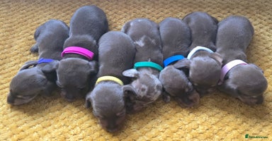 Miniature Dachshund dogs - Advert 10