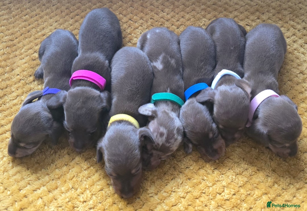 Miniature Dachshund dogs for sale: KC registered miniature dachshund puppies - Image 3