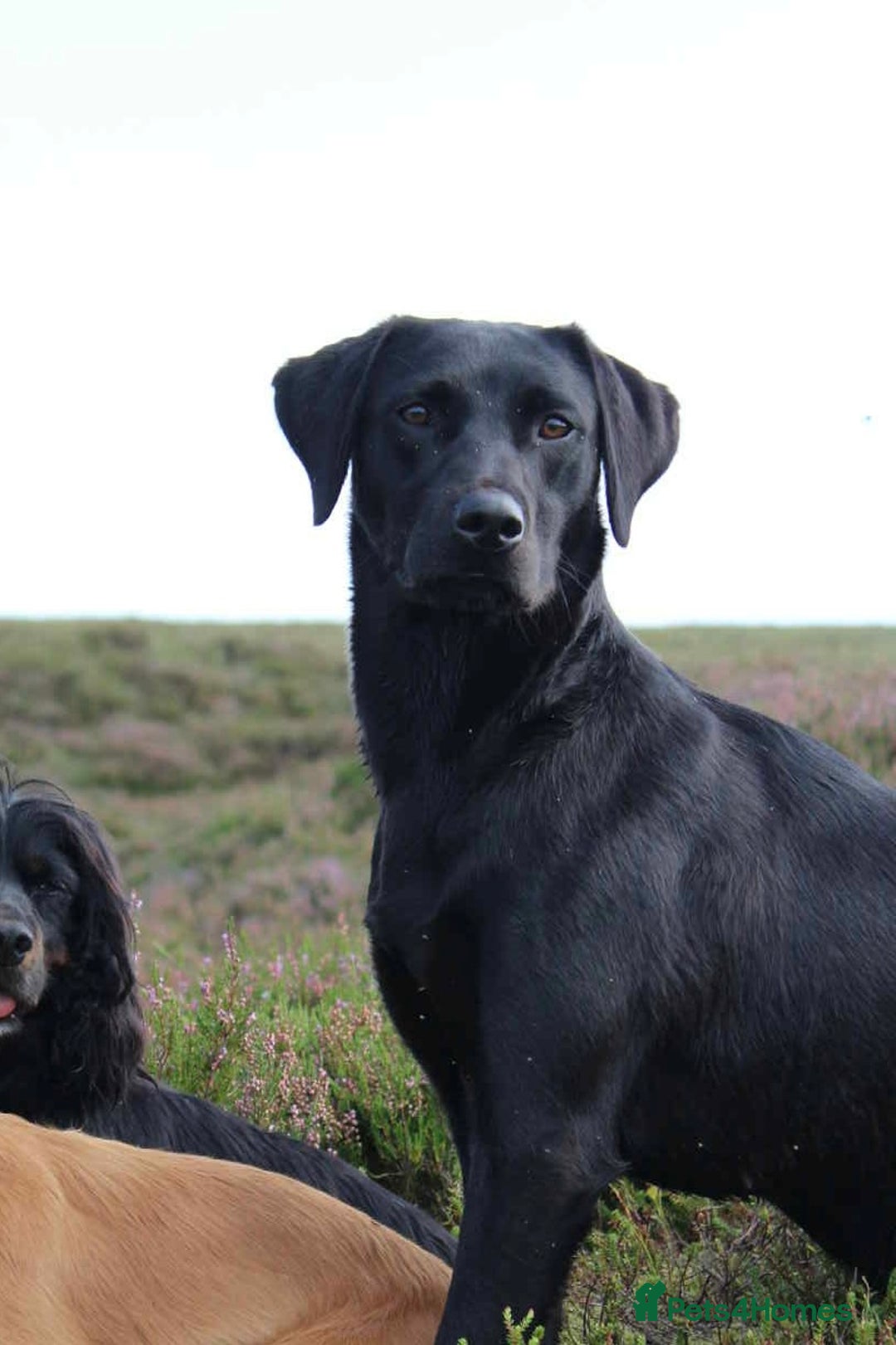 Labrador Retriever dogs for sale: Dual purpose bred Labradors  - Advert 5
