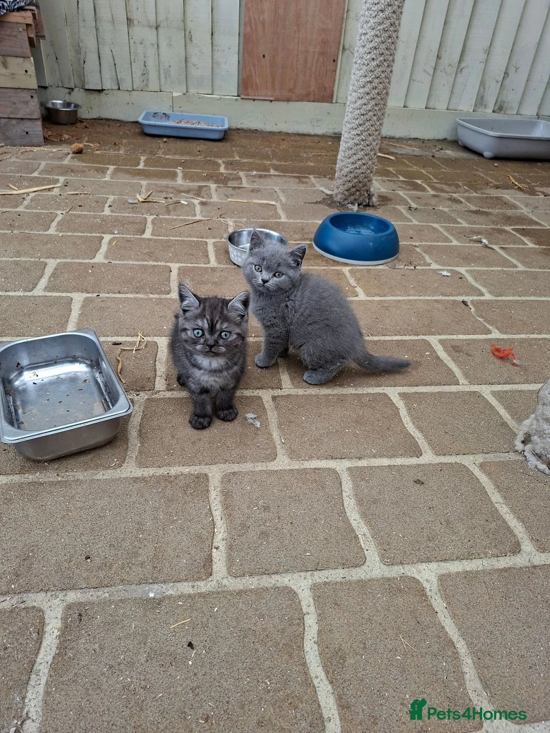 British Shorthair cats for sale: Stunning British shorthair kittens - Advert 6