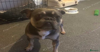 French Bulldog dogs - Advert 2