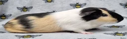 Guinea Pig rodents for sale: Bonded pair of Boars  - Advert 7