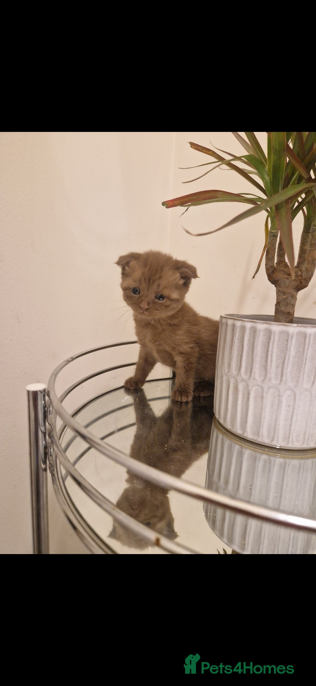 Scottish Fold cats for sale: Two Beautiful Scottish Fold Kittens - Advert 4