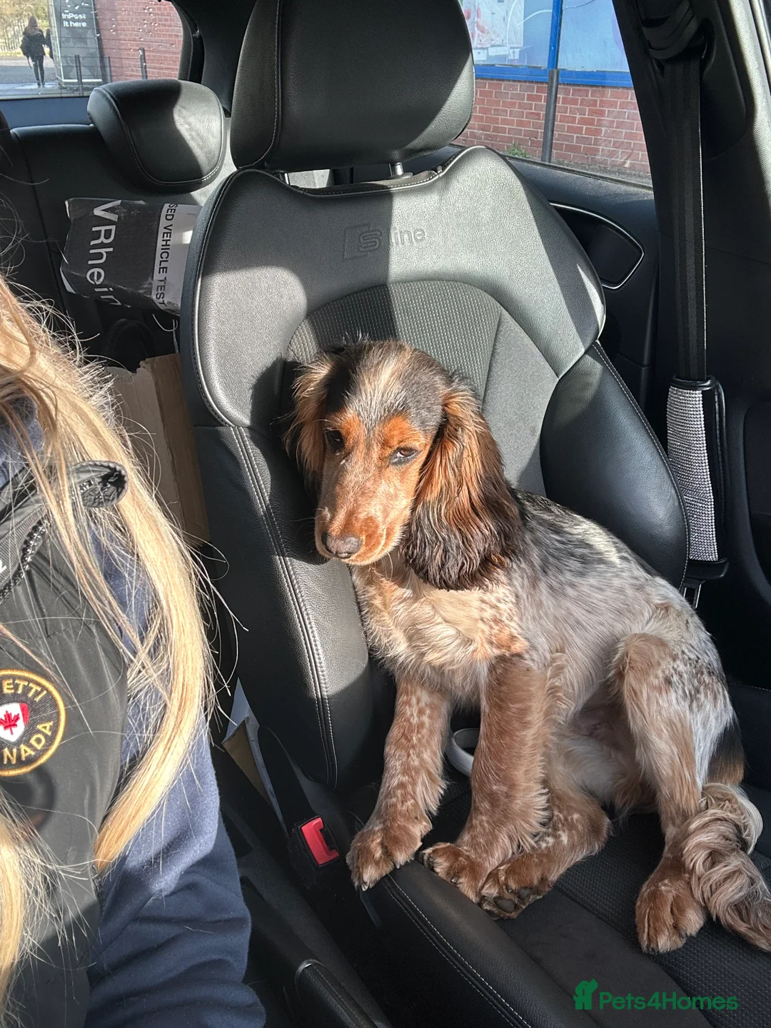 Cocker Spaniel dogs for stud: Male Cocker spaniel for Stud   - Advert 3