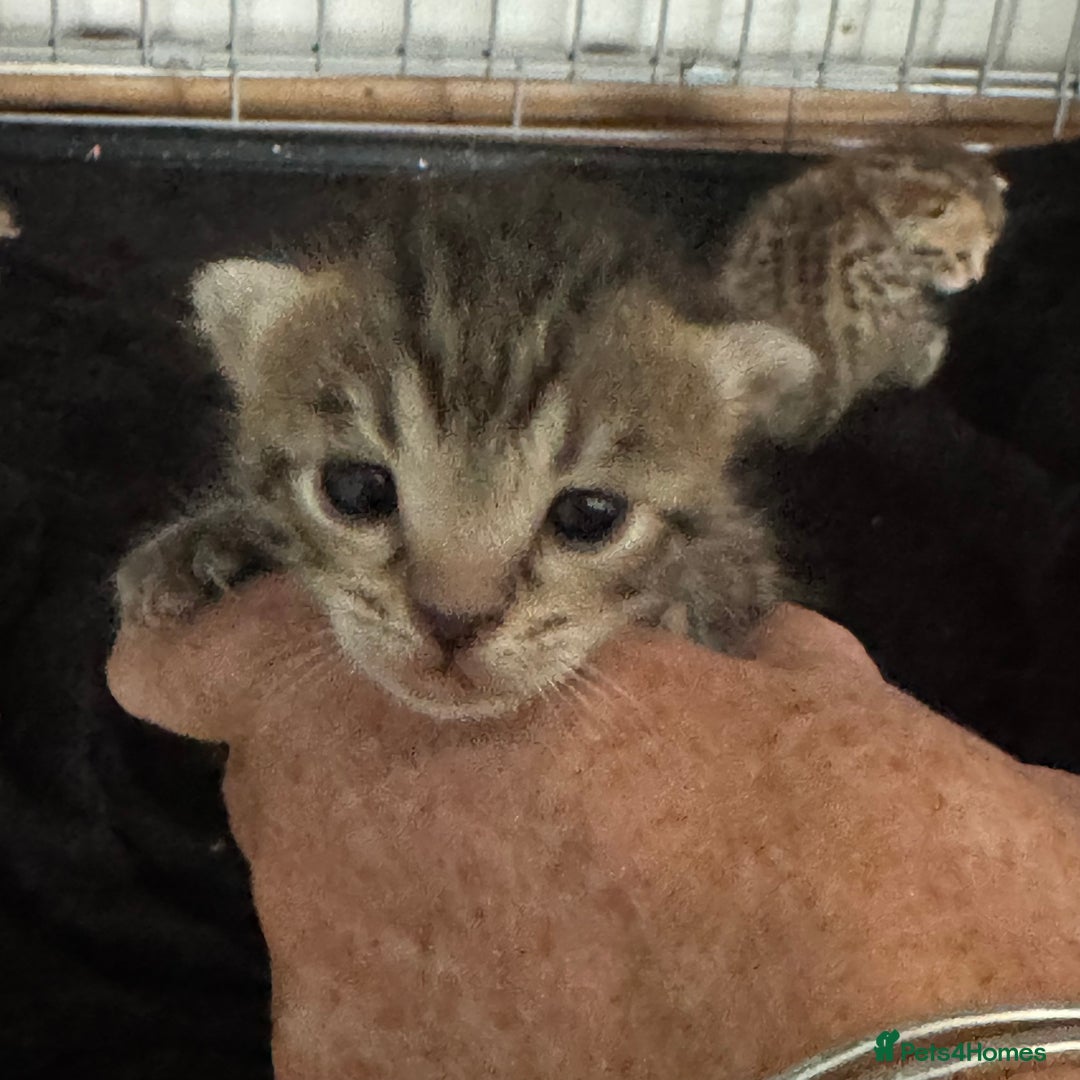 Savannah cats for sale: Stunning Savannah Kittens - Image 8