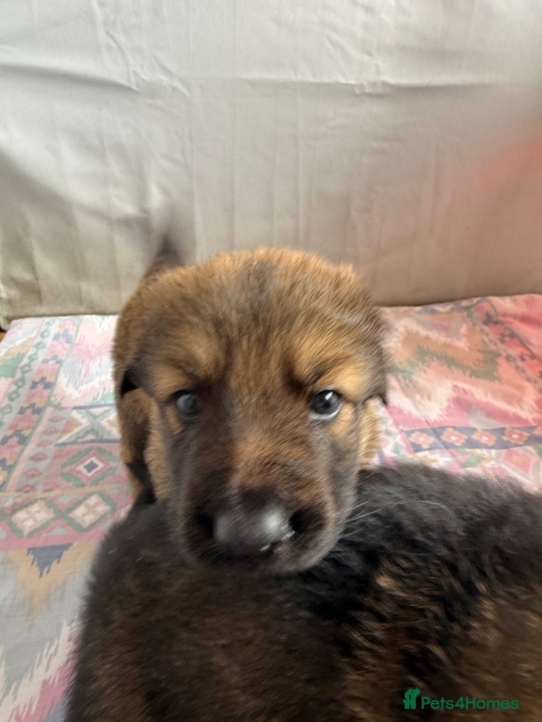 German Shepherd dogs for sale: Beautiful chunky German shepherd puppies - Image 13