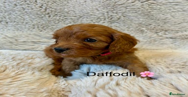 Cavapoo dogs - Advert 1