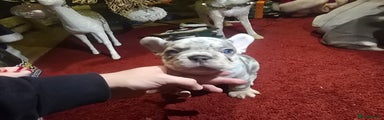 French Bulldog Puppy 3