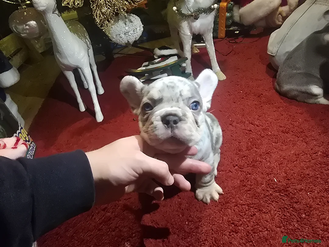 French Bulldog dogs for sale: French bulldog Puppy  😍 - Advert 20