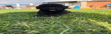 Toy poodles 1 female available 