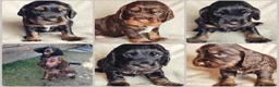 Cocker Spaniel dogs for sale: Gorgeous Cocker Spaniels - Advert 1