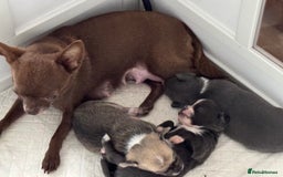 Chihuahua dogs for sale: 3 chihuahua puppies - Advert 1