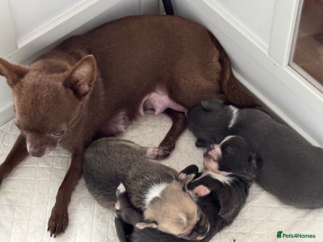 Chihuahua dogs for sale: 3 chihuahua puppies - Advert 1