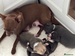 Chihuahua dogs 3 chihuahua puppies - Advert 2