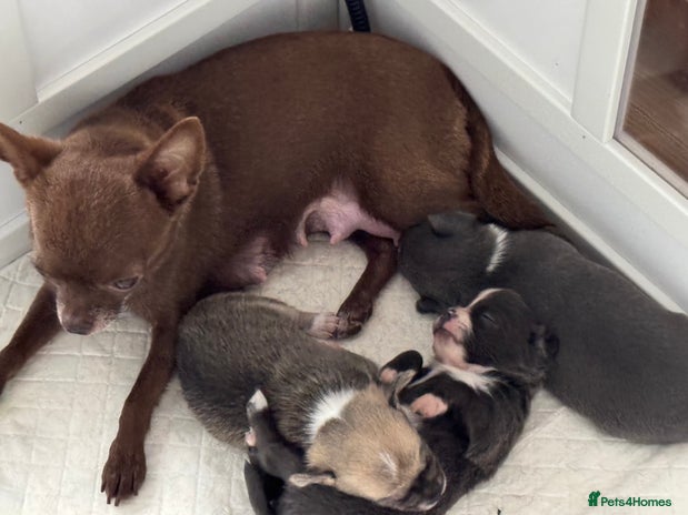 Chihuahua dogs 3 chihuahua puppies - Advert 2