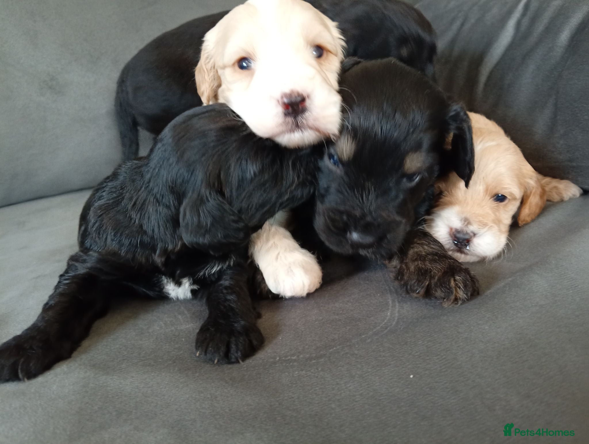 Cockapoo dogs P,r,a clear cockapoo f1 - Advert 16