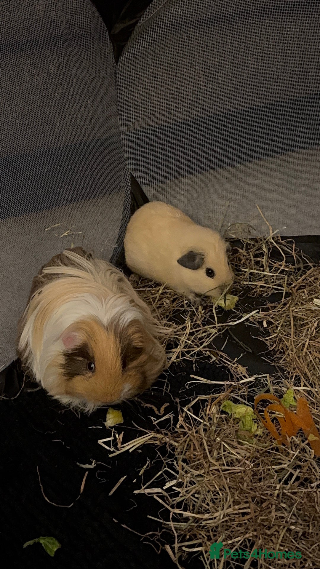 Guinea Pig rodents for sale: 2 Male Guinea Pigs, optional Hutch & Accessories  - Advert 8